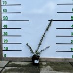 Skalník Dammerov (Cotoneaster dammeri) ´CORAL BEAUTY´ - výška 10-30 cm, ⌀ 20-50 cm, kont. P9